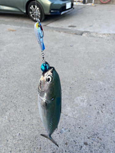 ソウダガツオの釣果