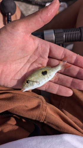 マトフエフキの釣果