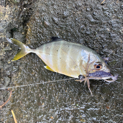 メッキの釣果