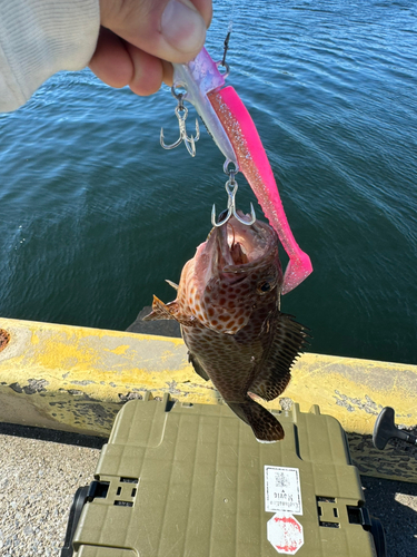 オオモンハタの釣果