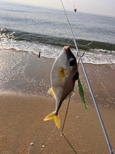 ギマの釣果