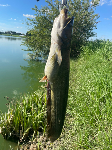 ナマズの釣果