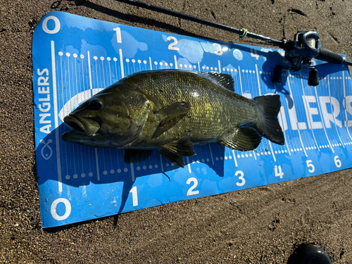 スモールマウスバスの釣果