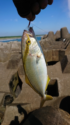 ショゴの釣果