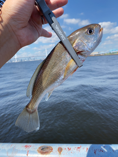 イシモチの釣果