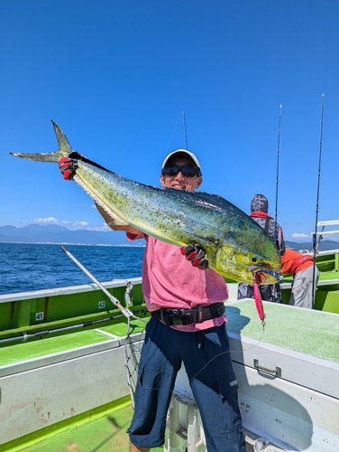 シイラの釣果