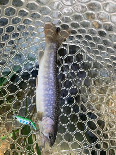 イワナの釣果