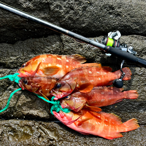 アカハタの釣果