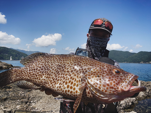 オオモンハタの釣果