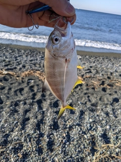 メッキの釣果