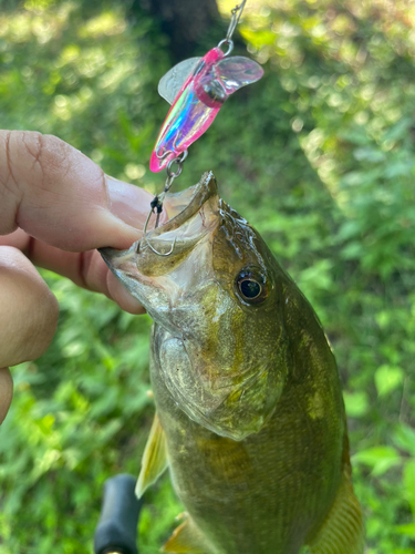 スモールマウスバスの釣果