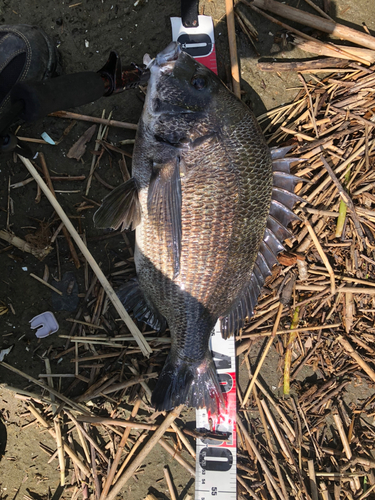 クロダイの釣果