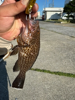 オオモンハタの釣果