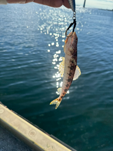 エソの釣果