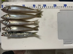 シロギスの釣果