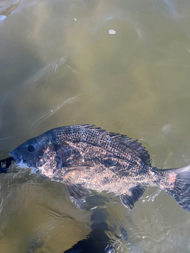 チヌの釣果