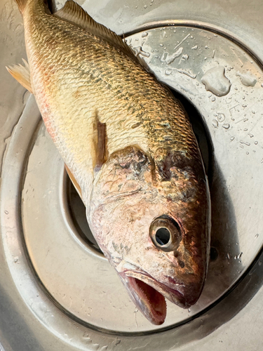 イシモチの釣果