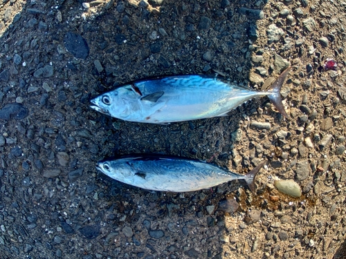 ソウダガツオの釣果