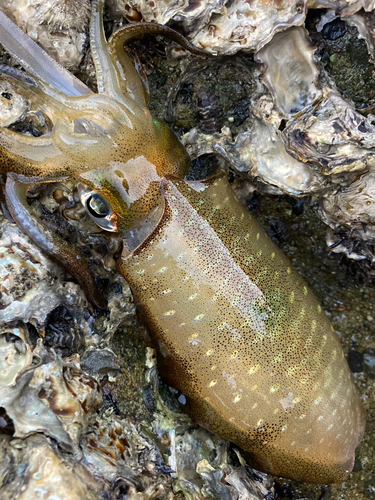 アオリイカの釣果