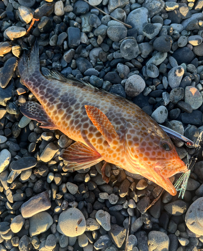 オオモンハタの釣果