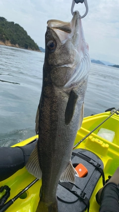 スズキの釣果