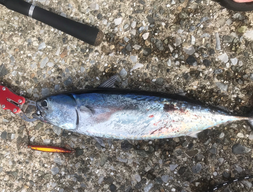 ソウダガツオの釣果