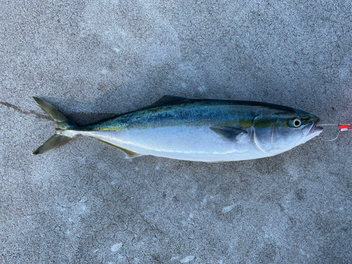 ワラサの釣果