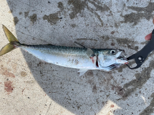 サバの釣果