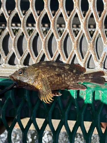 カサゴの釣果