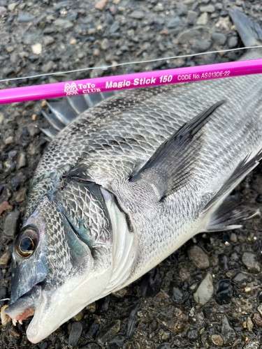 クロダイの釣果