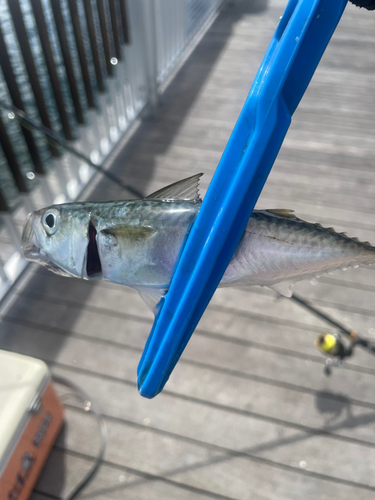 サバの釣果