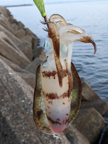 アオリイカの釣果