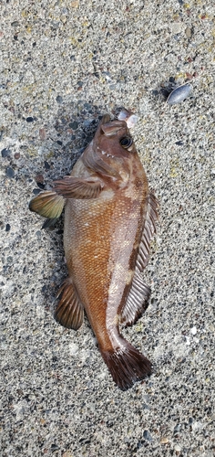 エゾメバルの釣果