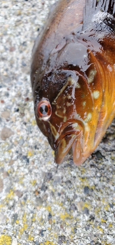 アイナメの釣果