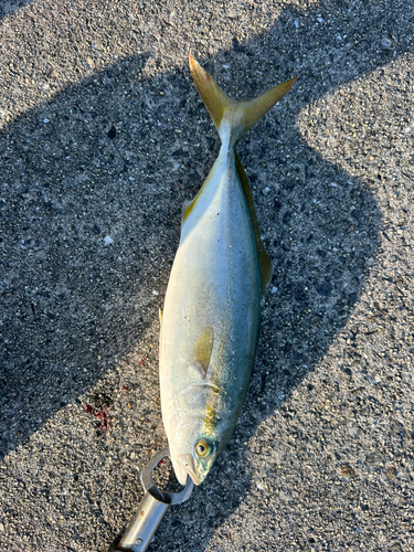 ハマチの釣果