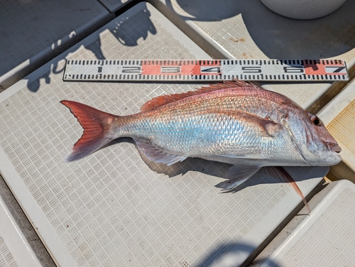 タイの釣果