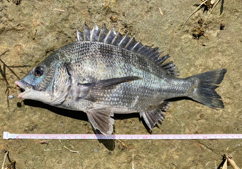 クロダイの釣果