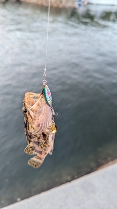 タケノコメバルの釣果