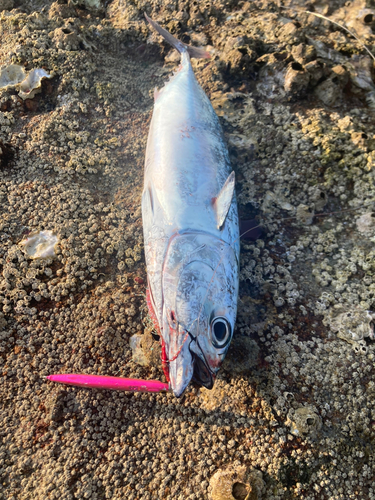 ソウダガツオの釣果