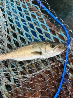 セイゴ（マルスズキ）の釣果