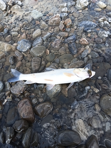 ニゴイの釣果