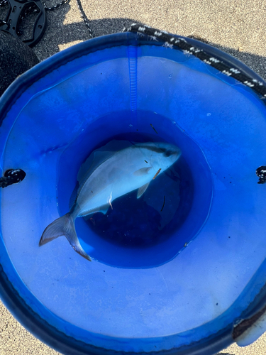 カンパチの釣果