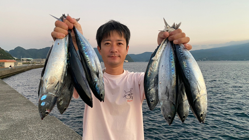 マルソウダの釣果