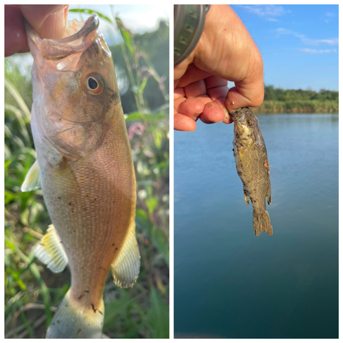 スモールマウスバスの釣果