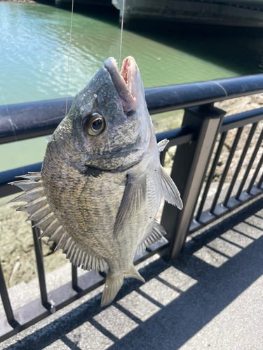 ミナミクロダイの釣果