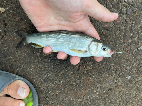 ウグイの釣果