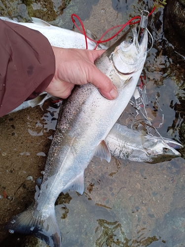 サツキマスの釣果