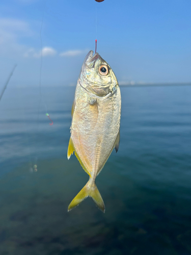 釣果