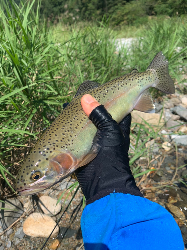 ニジマスの釣果