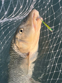 ニゴイの釣果